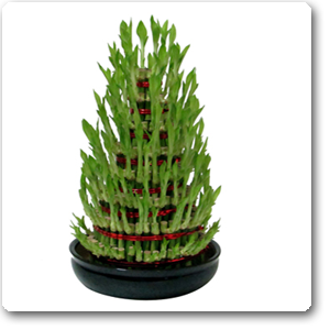 Lucky Bamboo 7 Layer