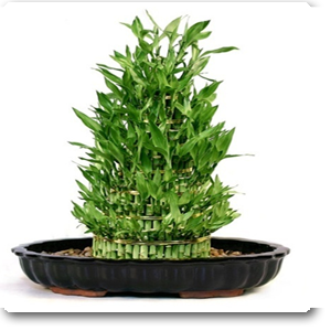 Lucky Bamboo 8 Layer