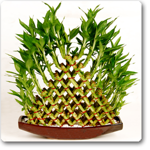 Lucky Bamboo 8 Layer Pyramid