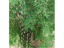 Thai Monastery Bamboo