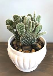 Bunny Ear Cactus, Opuntia microdasys