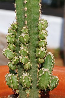 Acanthocereus tetragonus