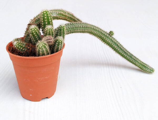 Echinopsis chamaecereus