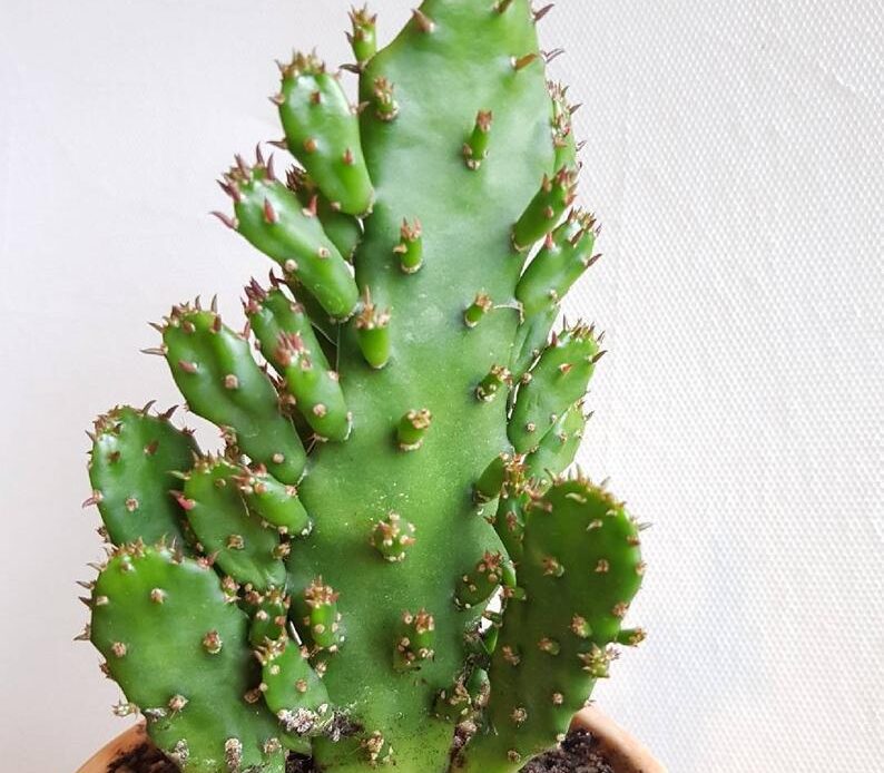 Opuntia monacantha