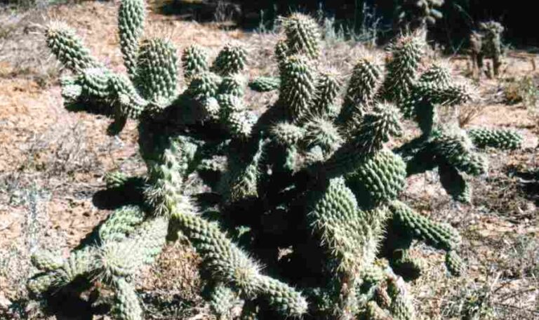 Cylindropuntia fulgida