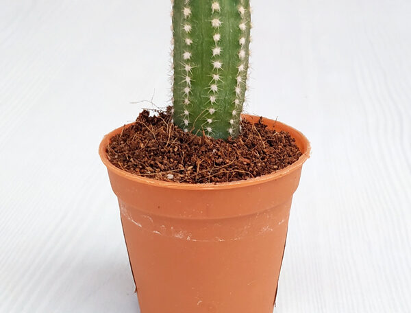 Echinopsis species