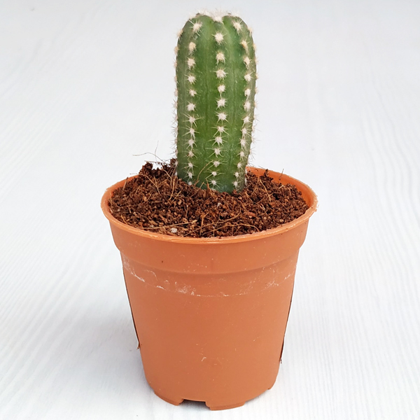 Echinopsis species