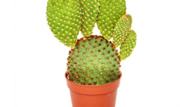 Red Bunny Cactus, Opuntia microdasys