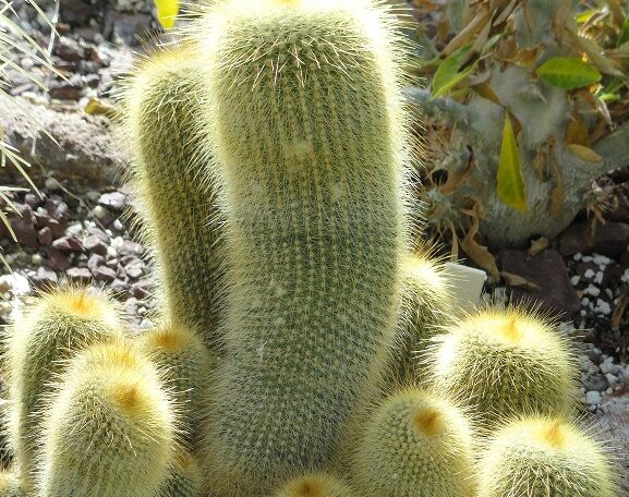 Parodia leninghausii