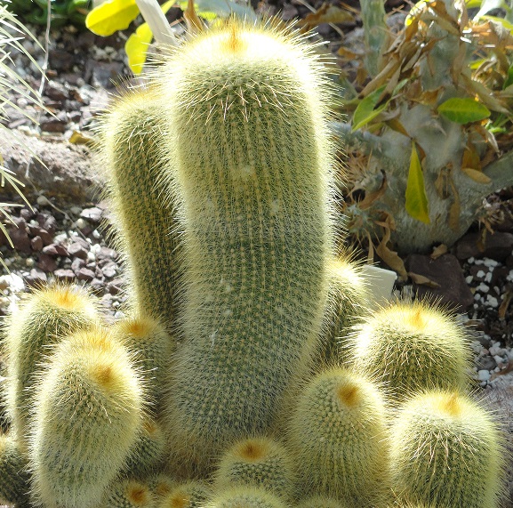 Parodia leninghausii