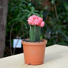 Moon Cactus (Grafted, Pink)