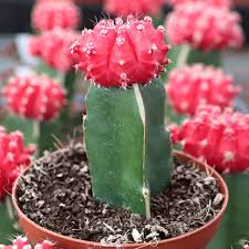 Moon Cactus (Grafted, Red)