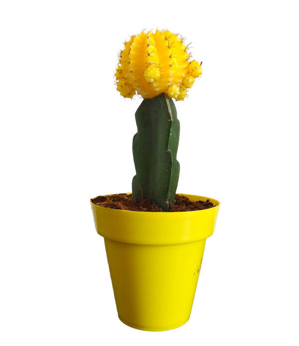 Moon Cactus (Grafted, Yellow)