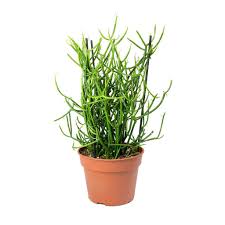 Euphorbia tirucalli, Pencil Tree