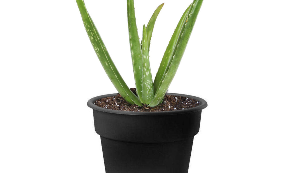 Aloe vera (Small)
