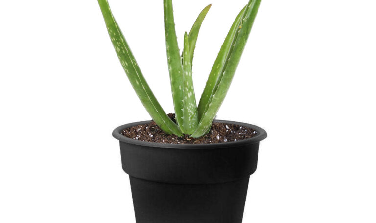 Aloe vera (Small)