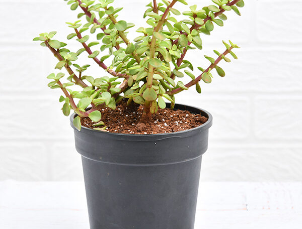 Elephant bush, Portulacaria afra, Jade plant (Green)