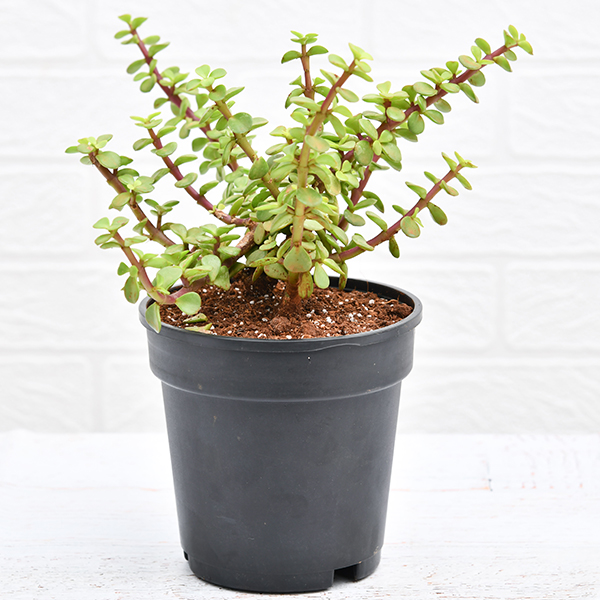 Elephant bush, Portulacaria afra, Jade plant (Green)
