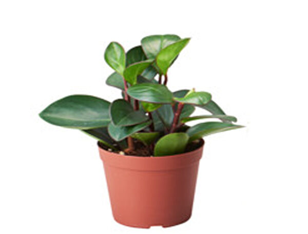 Peperomia orba