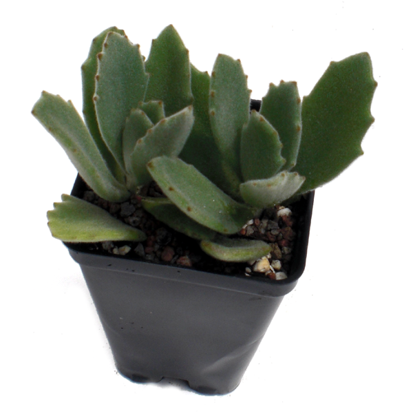 Kalanchoe millotii