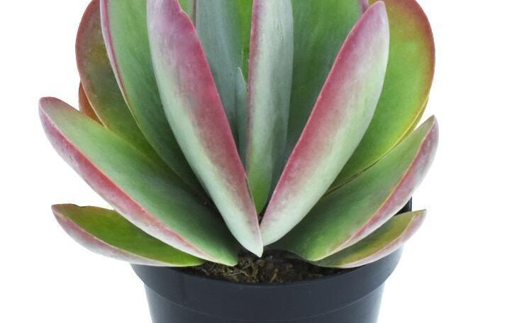 Kalanchoe Flapjack, Poplet