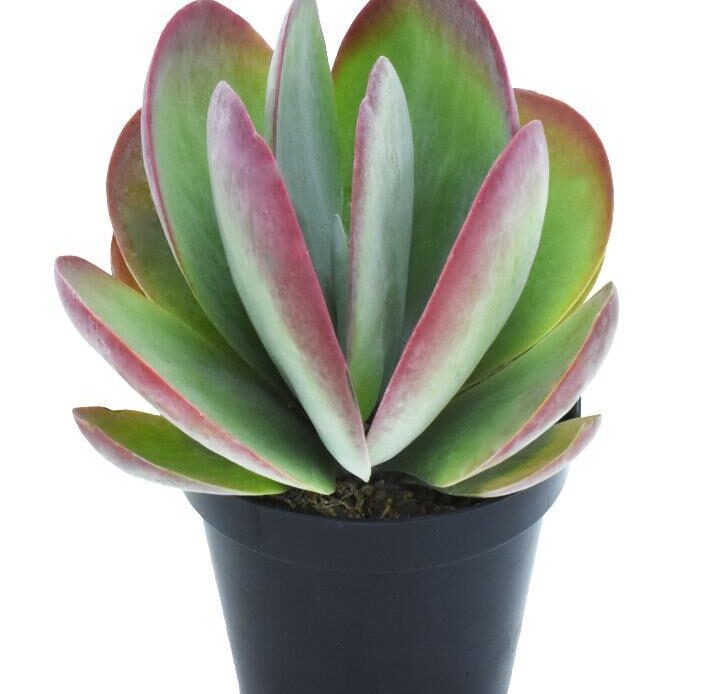 Kalanchoe Flapjack, Poplet