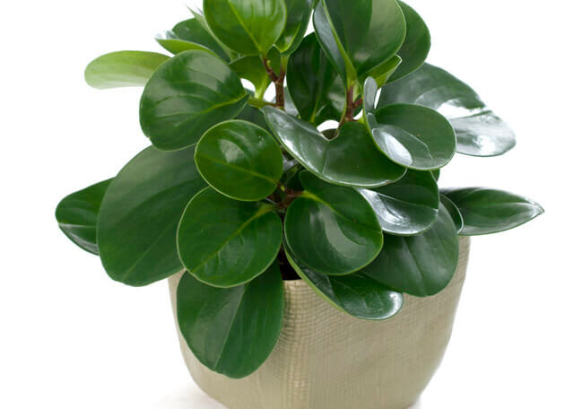 Peperomia obtusifolia