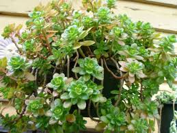 Sedum confusum