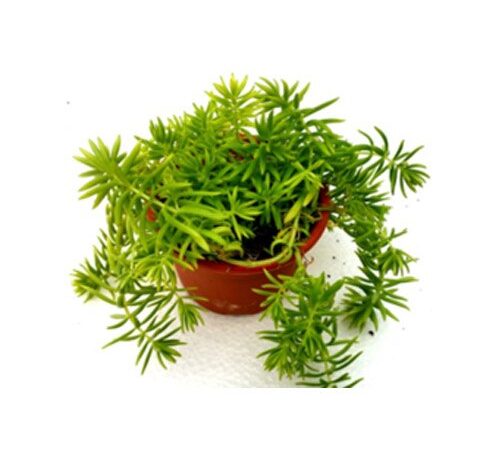 Sedum Angelina (Green)