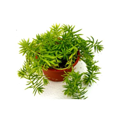 Sedum Angelina (Green)