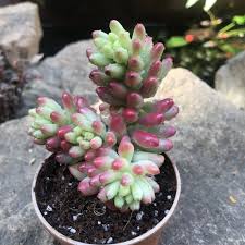 Sedum rubrotinctum Aurora