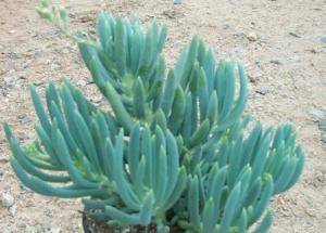 Senecio mandraliscae