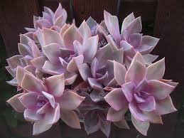 Graptoveria Douglas Huth