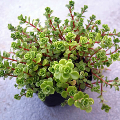 Japanese Golden Ogon Sedum