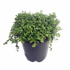 Helxine soleirolii, Baby Tears