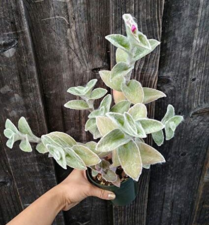 Tradescantia sillamontana