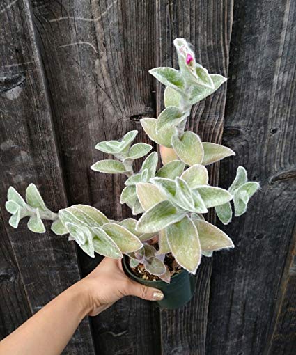 Tradescantia sillamontana