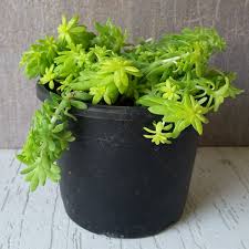 Sedum Angelina (Golden)