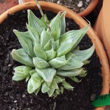 Haworthia retusa, Star Cactus
