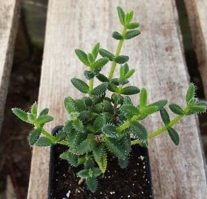 Pickle cactus, Delosperma echinatum