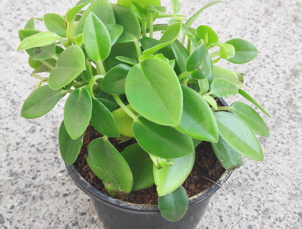 Teardrop Peperomia, Peperomia orba