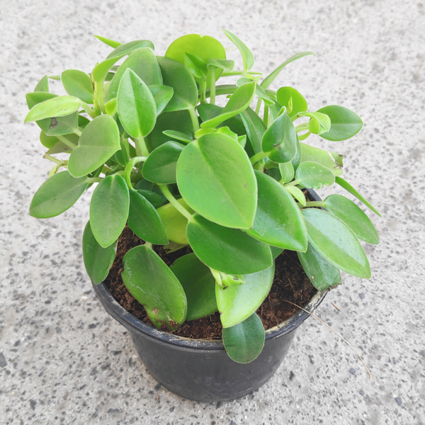 Teardrop Peperomia, Peperomia orba