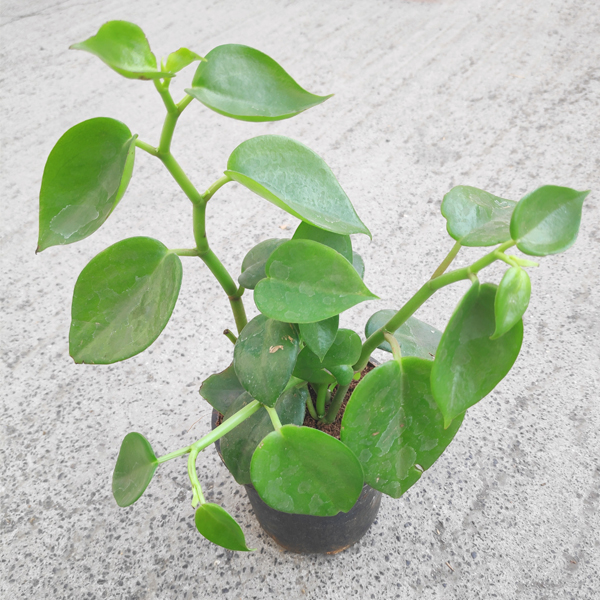 Cupid Peperomia, Peperomia scandens (Green)