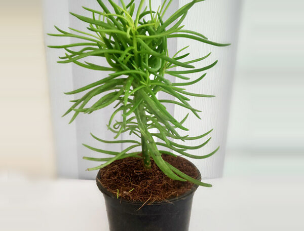 Succulent Bush Senecio, Senecio barbertonicus