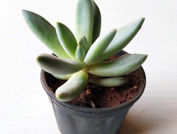 Pachyveria Bea