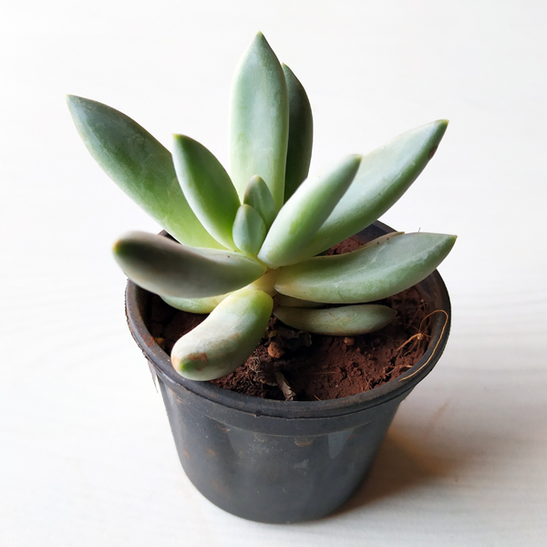 Pachyveria Bea