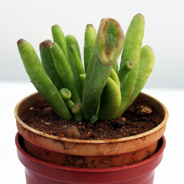 Crassula Hobbit