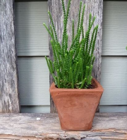 Crassula Princess Pine
