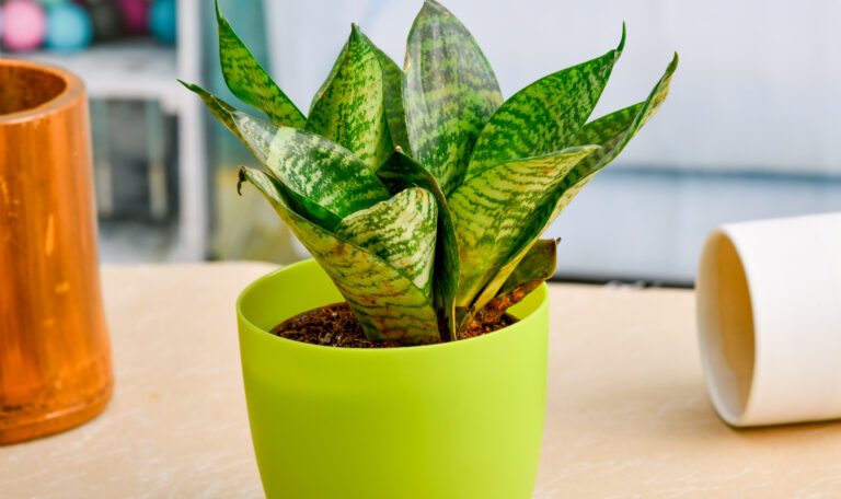 Sansevieria trifasciata Hahnii, Snake Plant (Small)