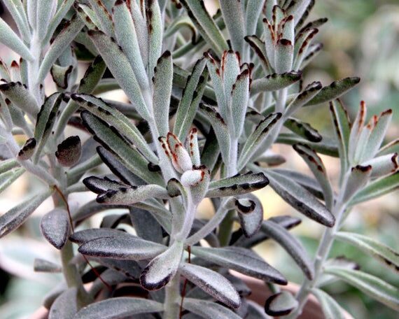 Kalanchoe tomentosa nigra